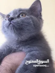  5 Scottish fold and Scottish streat