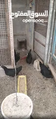  2 طقم دجاج لامبرجيني شغال