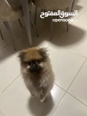  3 كلب بومرينيان انثى