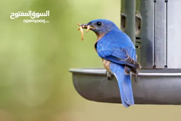  10 دود قبابي /ميل ورم /Mealworm
