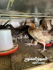  4 للبيع دجاج عربي