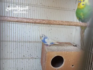  1 Budgies pair