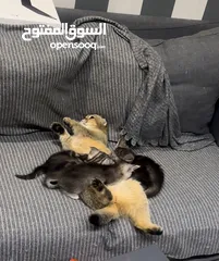  5 قطط سكُوتش فولد مكس مين كون وشانشيلا