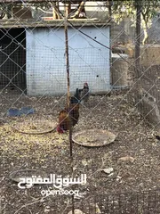  4 جايه وديك بلدي للبيع