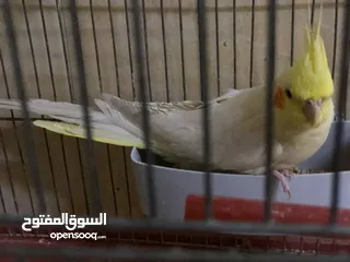  8 جوز كوكتيل نخب اول