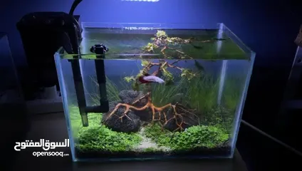  5 aquarium, home or office decoration, garden