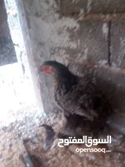  1 دجاج ابراهم لبيع