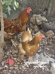  2 دجاج براهمي وحمام