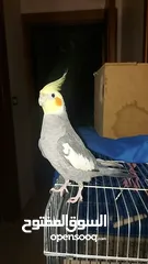  8 ذكر كوكتيل  فحل دبل جانبو اقرأ الوصف