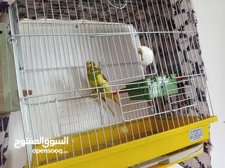  2 بغباءة الريد رام وكنار حوز ومعاهم فراخ وكمان فحل للبيع وعصافير حب