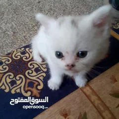  2 قطط سكوتش و شيرازي سكوتش فولد لعب