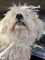  2 كلب لولو فوكس للبيع