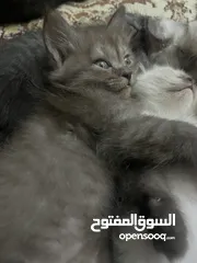  17 للمهتمين فقططط قطط للبيع سيامي وبريتش
