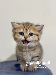  3 جولدن سكوتش فولد وستريت مستويات حلوة