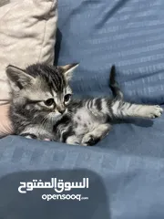  1 قط ذكر عمرو شهرين تقريبا