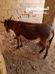  3 حيونات البيع