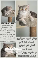  8 Scottish British shorthair longhair kittens British shorthair Scottish fold kittens Scottish