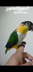  2 Caique full hand tamed