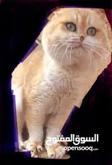 12 للتزاوج فقط ذكور جولدن غولدن بيور دم نقي لعشاق التميز
