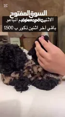  2 للبيع كلاب ذكور النوع بودل اللون بني غامج