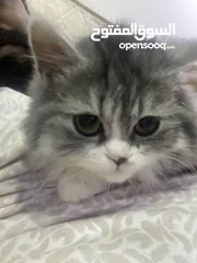  1 Persian cat for sale(Free)