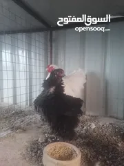  3 طقم براهمه شغال