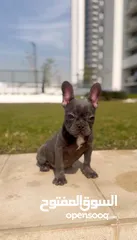  14 Female French bulldog with colored eyes  انثي فرنش بولدوج عمرها 5 شهور بعيون ملونه .. متدربه ومتطعمه