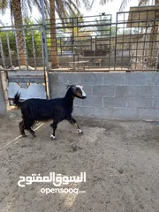  1 عنز للبيع م شاءالله