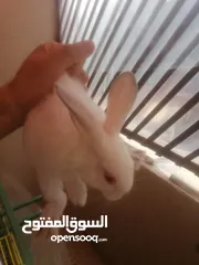  8 7 ارانب 40 يوم للبيع