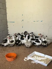  3 بط مصري انتاج العزبه