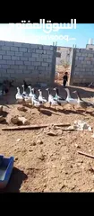  3 طيور وزز جامبو للبيع