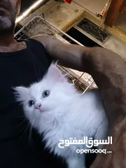  4 بجبل جوفه حي ام تينه