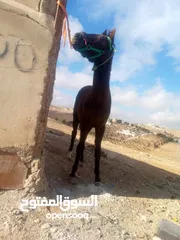  2 حصان للبيع اوللبدل