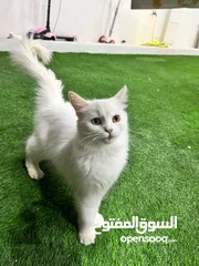  6 Cats for sale (persian, himalayan, etc)