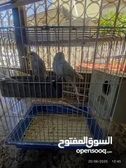  1 طيور حب للبيع
