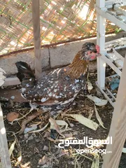  3 دجاج عرب نقي