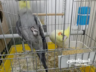  4 جوز كوكتيل بسعر مناسب