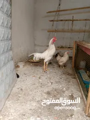  5 دجاج للبيع