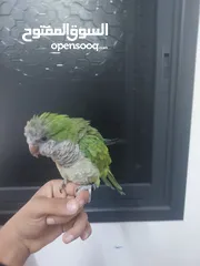  4 ببغاء كويكر