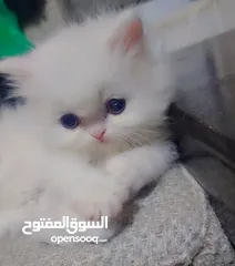  17 Available kittens for sale high quality breed Cats (Silver British breed & Scottish straight breed.)