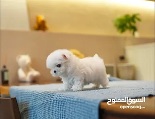  2 Teacup Maltese puppies