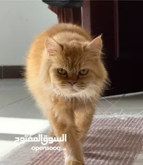  1 قطط شيرازي للبيع الام و انثا و ذكر صغار عمر شهر وشوي عمر الام سنه