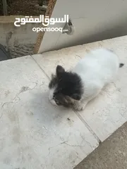  5 قطط ل البيع