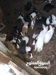 9 ارانب بلدي للبيع المستعجل مشكل كبير وصغير ومعاشير ومواليد