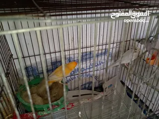  4 طيور كناري للبيع