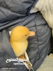  14 بطبوط بطه صوص مطعم    ا