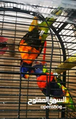  2 Parrot lorikeet