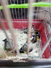  2 حساسين وكنارات نخب اول مقنوة صحة ونضافة