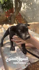  10 بيتبول بلاك نوز جروتين pitbull black nose puppies
