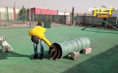 6 تحميم كلاب ....